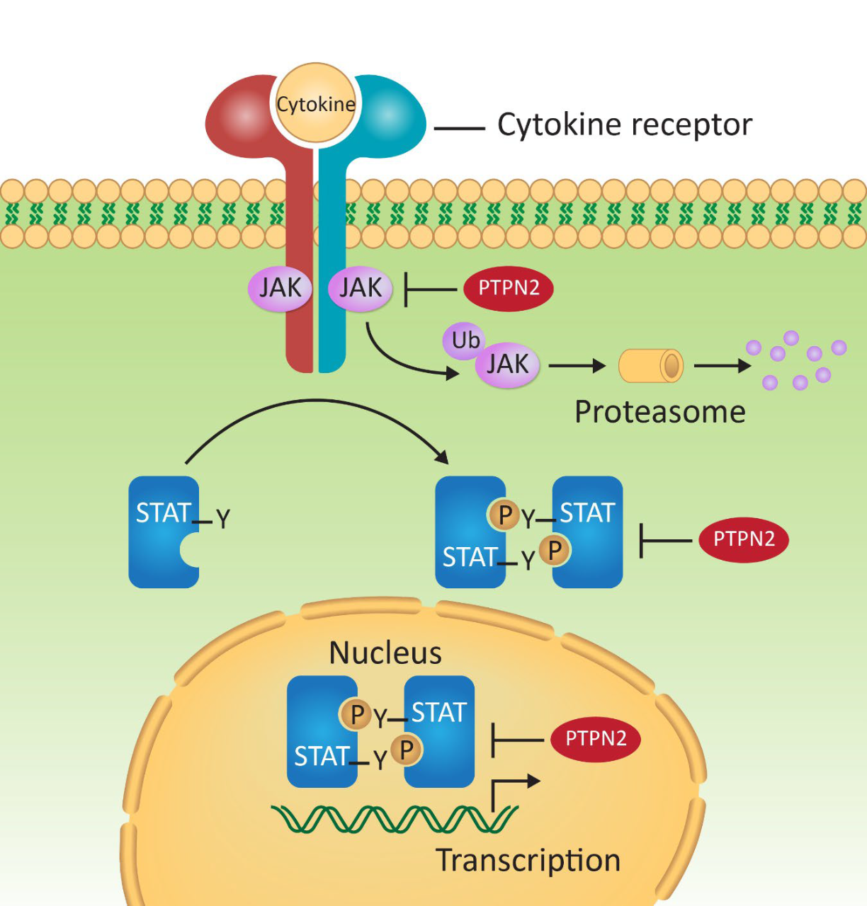 T-cell Receptor (TCR) complex